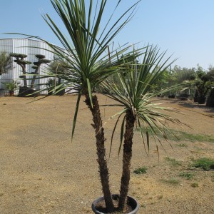 Plantes méditerranéennes variées